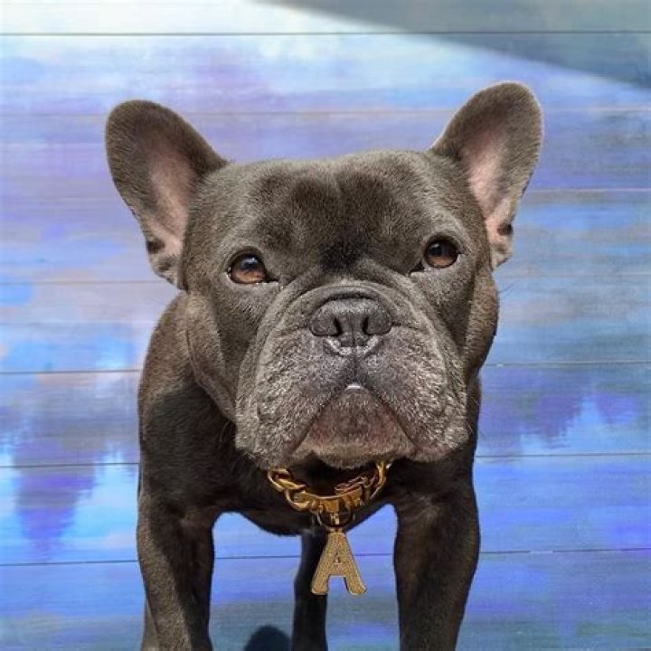 Blue Frenchie Apollo