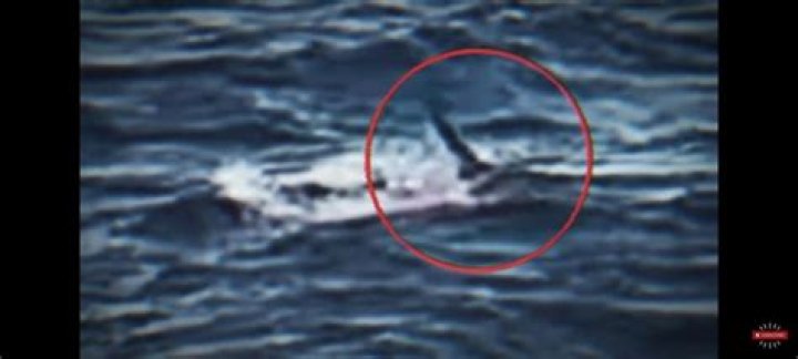 Simon Nellist Fiance Jessie Ho And Facebook- Shark Attack Video Of Australian Man Biiten Half On Reddit