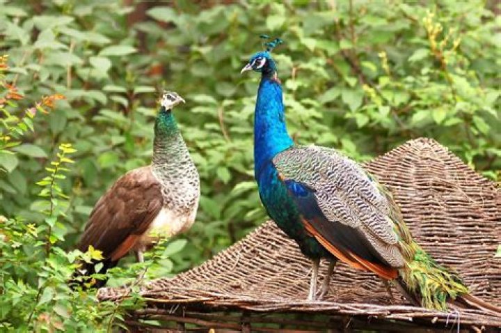 T.W. Peacocke Net Worth