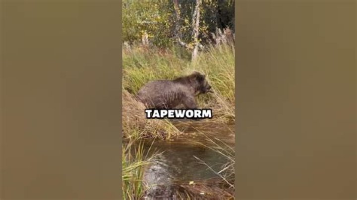 Video Of Bear With Tapeworm Hanging Out Goes Viral On Twitter And Reddit - SarkariResult
